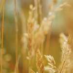 Run, walk, beginner friendly half marathons with 5+ hour time limits.